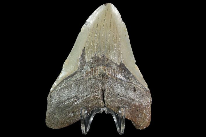 Fossil Megalodon Tooth - North Carolina #92441